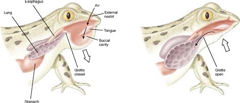 Figure 53.8 from 53 Respiration Concept Outline 53.1 Respiration