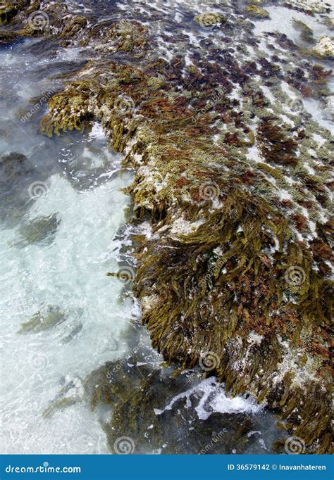 Seaweed Or Algae Stock Photo Image Of Australian Greenery 36579142