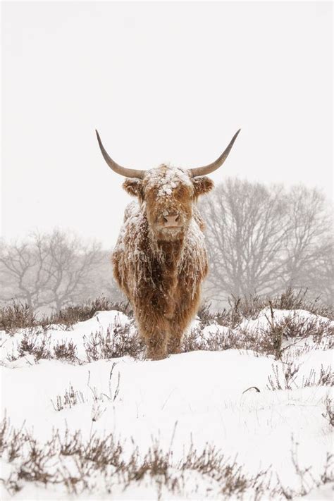 Highland Cow Cattle Bos Taurus Taurus Covered With Snow And Ice
