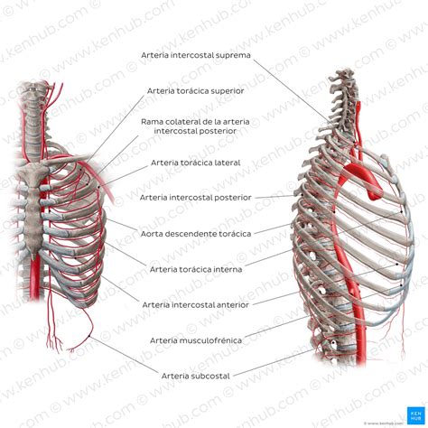 Tórax Anatomía Caja Torácica Cavidad órganos Nervios Kenhub