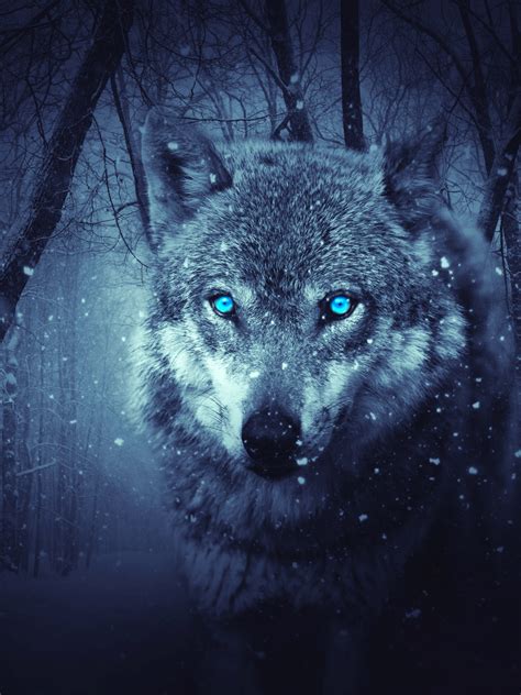 Wolf Wallpaper 4k Blue Eyes Snowfall Winter