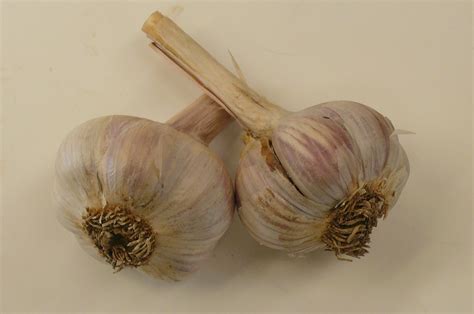 Garlic Recipes From Nashs Organic Produce