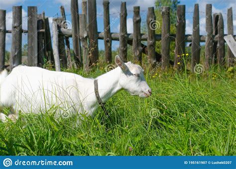White Goat And A Small Kid Graze In A Field Of Green Grass Bright