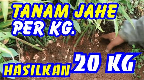 Karena biasanya, di tahap tersulit dalam bertanam adalah tahap perawatan/pemeliharaan. Cara Menanam Jahe Di Lahan Terbuka / Cara Menanam Jahe Di ...