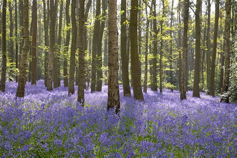 20180507austy Wood Bluebell Walk The Bluebell Wood Was Op Flickr