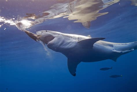 Great White Shark Opens At Maritime Aquarium At Norwalk Connecticut