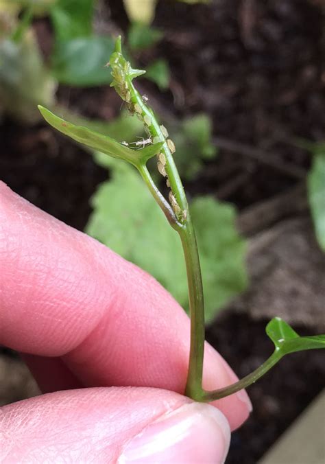 aphid wars aka “attack of the plant vampires” and lessons learned growing north