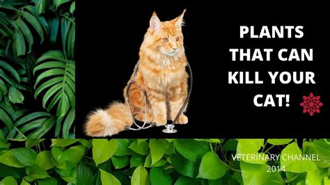 How can i get rid of birch weeds in my rose garden without harming the roses? Plants That Can Kill Your Cat ! | Three Plants That Can Kill Your Cat | - YouTube