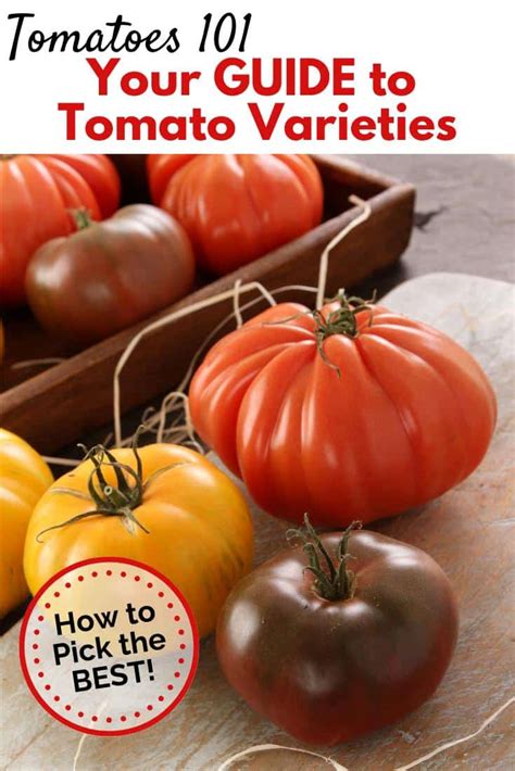 Your Guide To Tomato Varieties And Colors What Types Are Best To Grow
