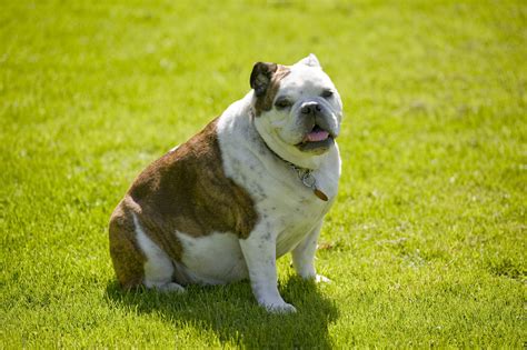 Is My Dog Overweight Signs Of Obesity In Dogs