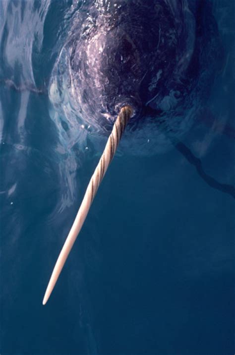 The Unicorn Of The Sea Ten Facts About Narwhals