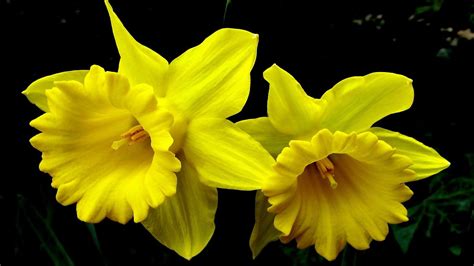 4k Narcissus Wallpapers High Quality Download Free