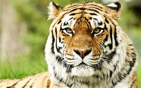 Cara Depredadores Gatos Salvajes Hocico Tigres Siberianos Fondo De