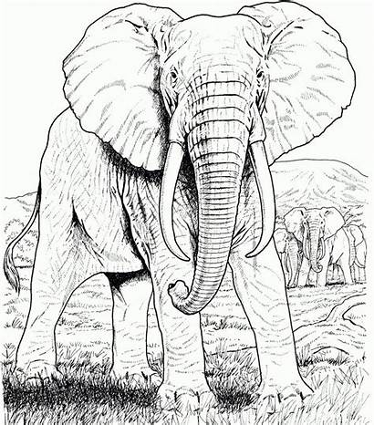Coloring Elephant Realistic Adults Pages