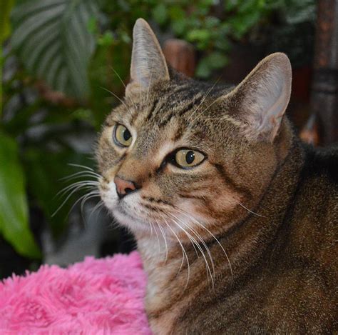 Cat Portrait Of A Tabby Bengal Mix Photograph By Nancy Mauerman