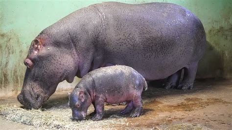 El Bebé Hipopótamo De Bioparc València Da Sus Primeros Pasos Público Tv