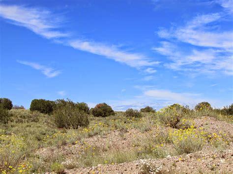 Tumbleweed Crossing A Green Desert