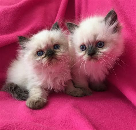 30+ Himalayan Persian Kittens For Sale Pics - Cute Siberian Kittens