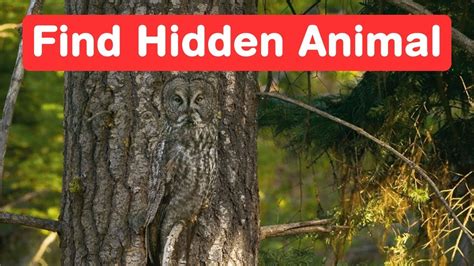 Find The Hidden Animals Genius Eyes Challenge Optical Illusion