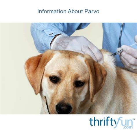 If you cannot afford a vet know you need to ask them about a. Information About Parvo | ThriftyFun