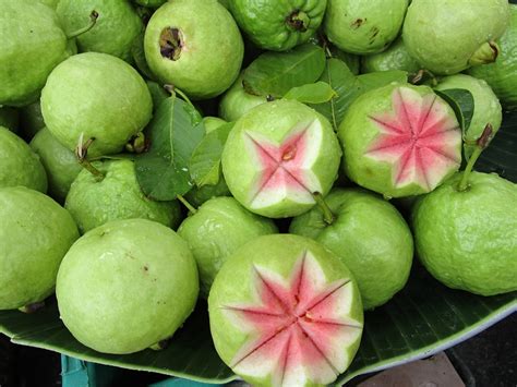Pink Guava Variegated Psidium Guajava Variegata Tropics Home