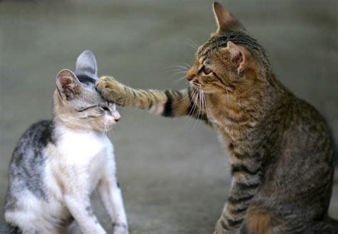 How to communicate with your cat. How Do Cats Communicate With Each Other? (It's Complicated.)