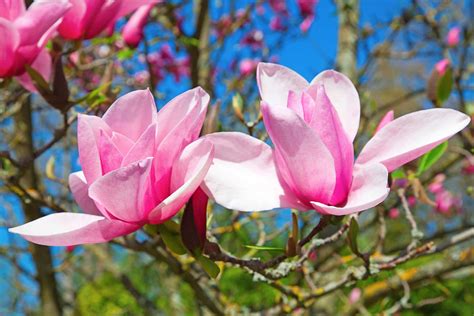Top 10 Meaning Of The Magnolia Flower
