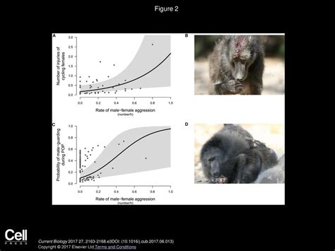 Male Violence And Sexual Intimidation In A Wild Primate Society Ppt Download