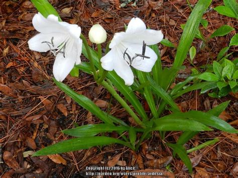 Photo Of The Entire Plant Of Stchristopher Lily Crinum Jagus Posted