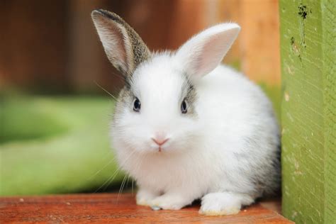 Cute Pet Rabbits