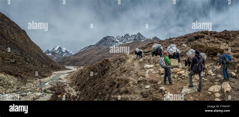Nepal Himalaya Khumbu Pheriche Trekkers And Pack Animals On Hiking