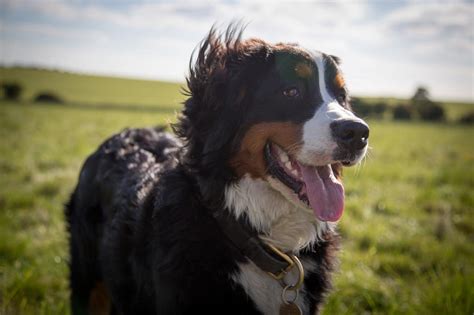 I am almost 5 months old and i am the fluffiest fluff ball my human mommy has seen. 31 Big Fluffy Dog Breeds to Hug - World's Fluffiest Big Dogs