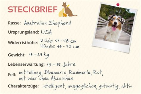 Australian Shepherd Steckbrief Charakter Wesen And Haltung