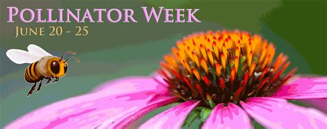 Pollinator Week June To Edge Of The Woods Native Plant Nursery Llc