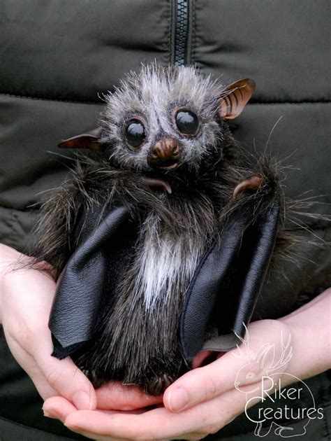 Adorable Find This Cute Bat Here