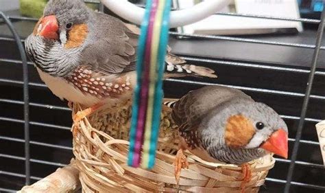 Zebra Finch