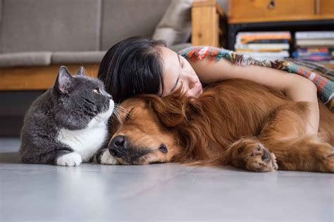 Caring For Pets While Caring For Yourself Fear Free Happy Homes
