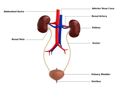 Want to learn more about it? Urinary System - 2nd Period Group 7 Tennis