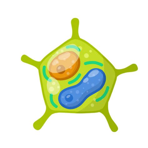 Eukaryotic Cell Clip Art Illustrations Royalty Free Vector Graphics