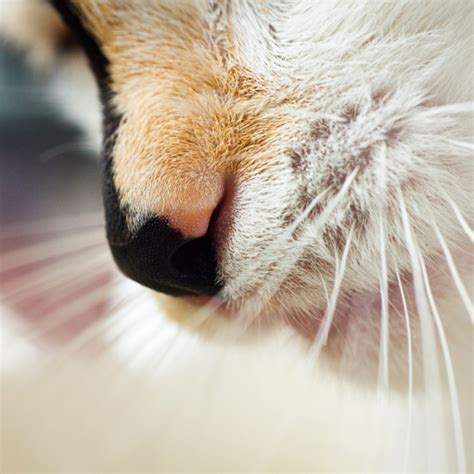 Qual O Nome Científico Do Bigode Do Gato