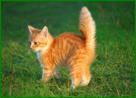 Jadi, nama ini sesuai untuk kucing kesayanganmu yang mempunyai bulu berwarna hitam. Nama Kucing Oren Yang Bagus silahkan dipilih - Kucing ...