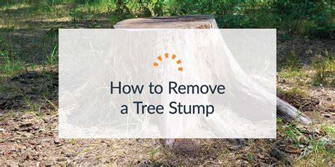 3 Ways To Get Rid Of A Tree Stump