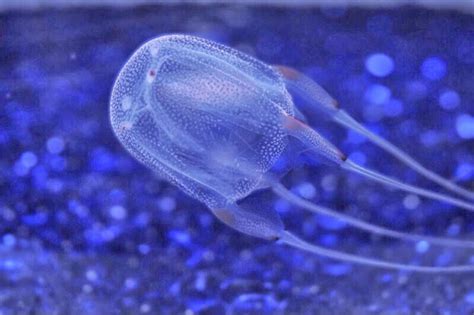 Honu Hawaiian Diving Winged Box Jellyfish