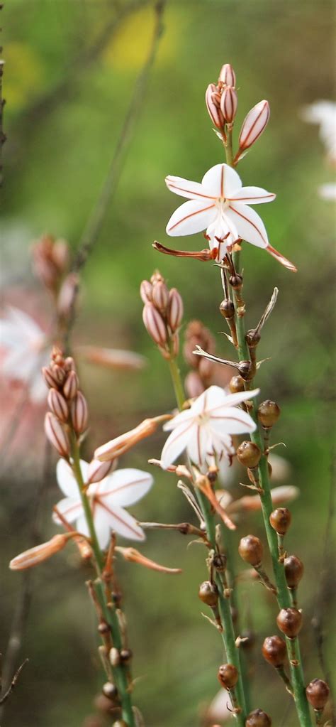 Asphodelus Ramosus Flora Liliaceae