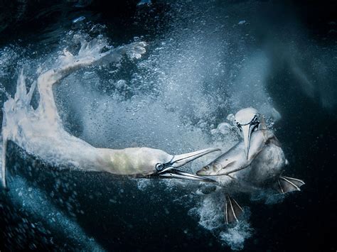 Sony World photography award winners announced | The Independent
