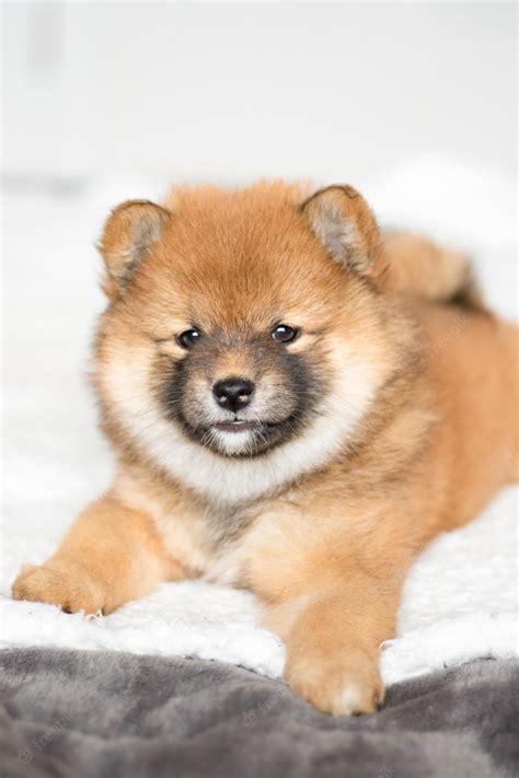 Premium Photo Shiba Inu Puppy Fluffy Puppy Girl Shiba Inu