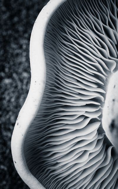 31 Natural Forms Photography Ideas Natural Forms Patterns In Nature Photography