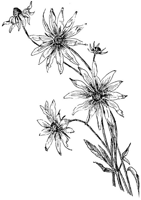 Daisy coloring pages is a page that contains a collection of images of cute garden flowers. Coloring Pages | Daisy | Flower