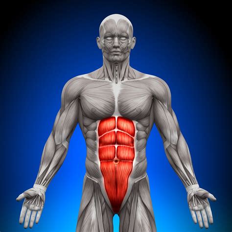 Torso muscles by djwelch on deviantart. A diagram of a man's upper body with his abdominal section ...