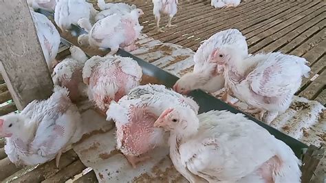 Mau beli ayam yg fresh, ya langsung di pemotoy ayam nya aja. AYAM POTONG UMUR TIGA MINGGU LEBIH - YouTube
